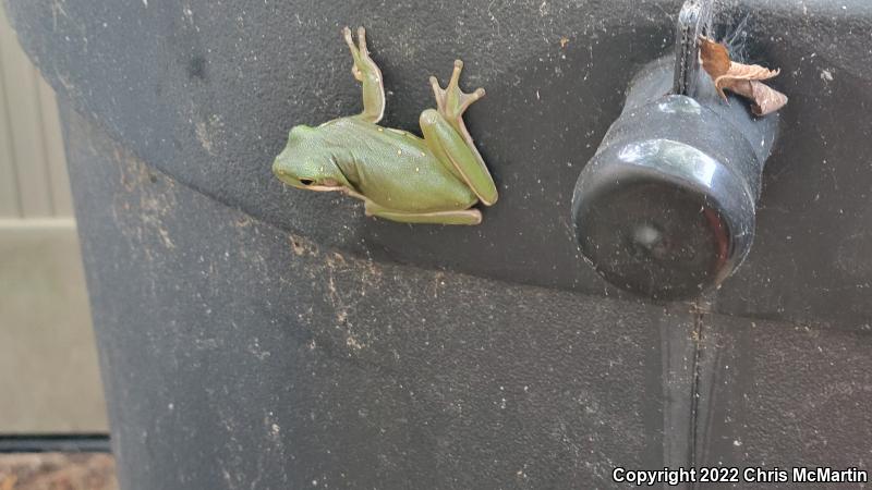 Green Treefrog (Hyla cinerea)