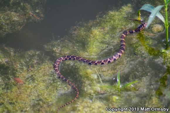 Northern Watersnake (Nerodia sipedon sipedon)