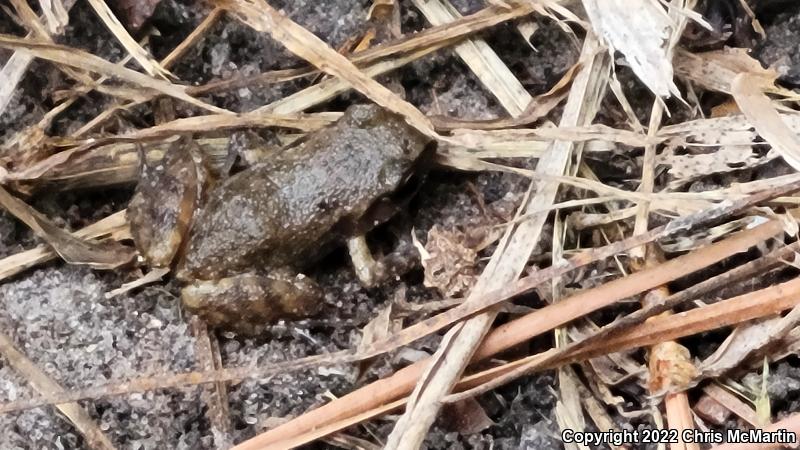 Rio Grande Chirping Frog (Eleutherodactylus cystignathoides campi)