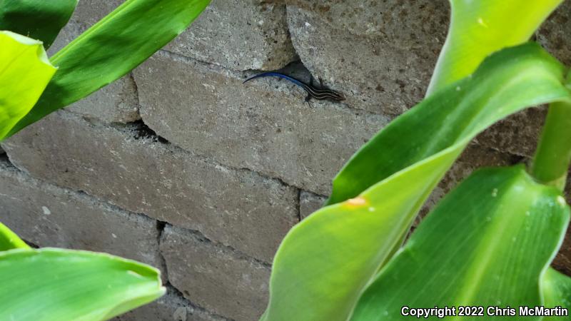 Five-lined Skink (Plestiodon fasciatus)