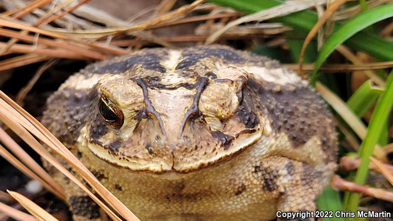 Gulf Coast Toad (Ollotis nebulifer)