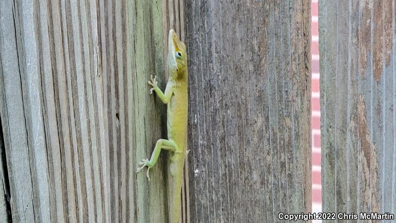 Northern Green Anole (Anolis carolinensis carolinensis)