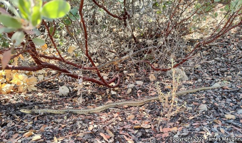 Pacific Gopher Snake (Pituophis catenifer catenifer)