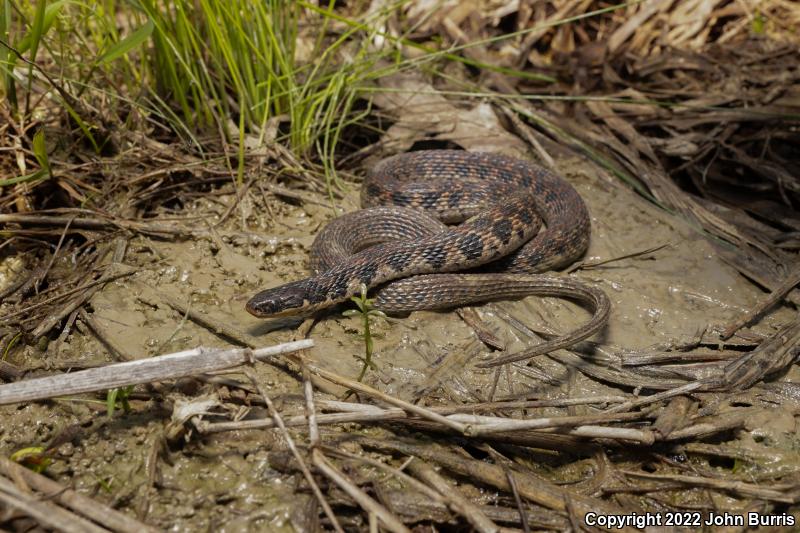 Kirtland's Snake (Clonophis kirtlandii)