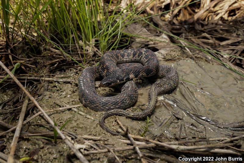 Kirtland's Snake (Clonophis kirtlandii)