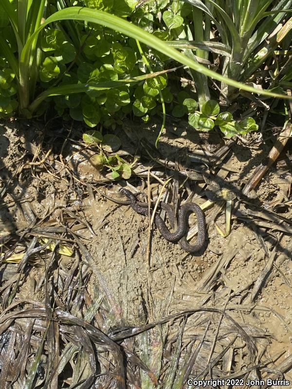 Kirtland's Snake (Clonophis kirtlandii)