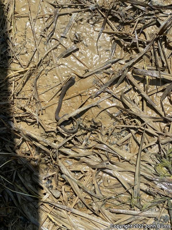 Kirtland's Snake (Clonophis kirtlandii)