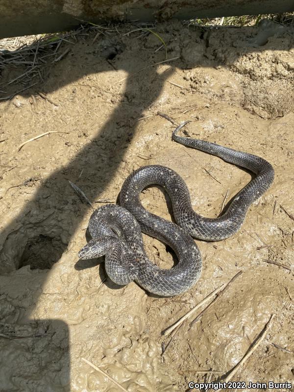 Black Kingsnake (Lampropeltis getula nigra)