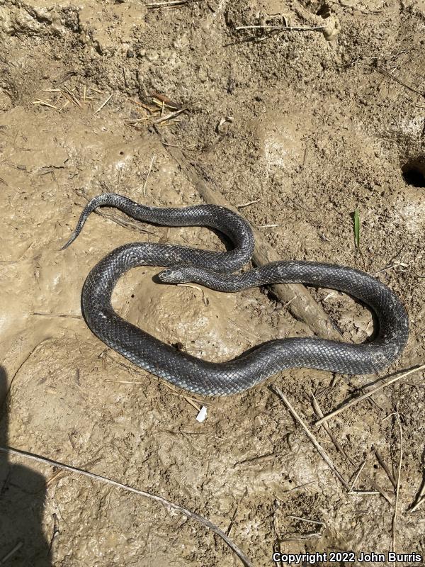 Black Kingsnake (Lampropeltis getula nigra)