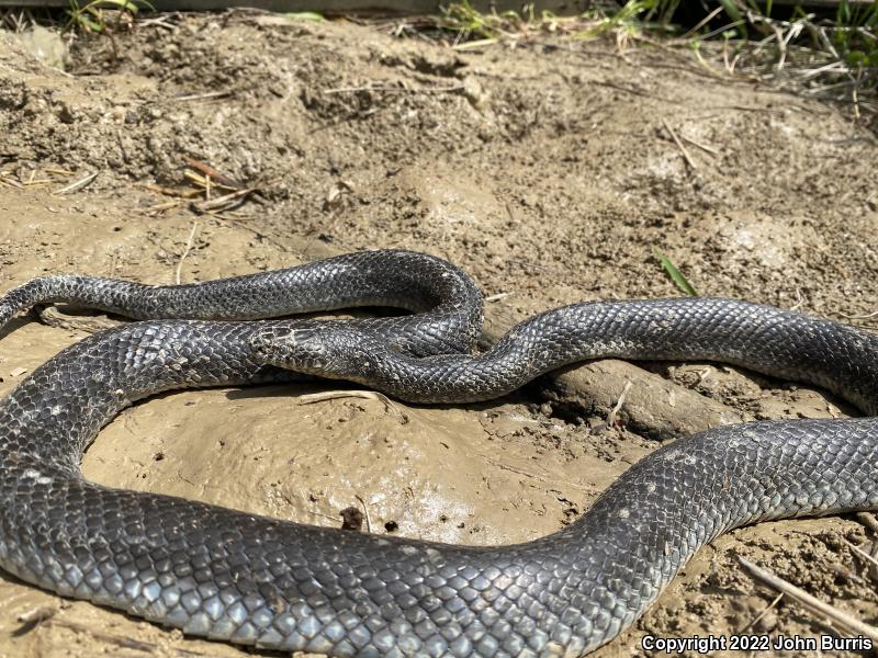 Black Kingsnake (Lampropeltis getula nigra)