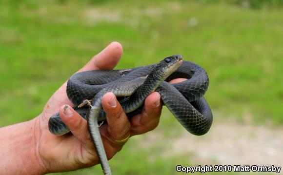 Eastern Yellow-bellied Racer (Coluber constrictor flaviventris)