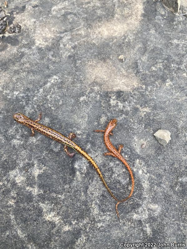 Cave Salamander (Eurycea lucifuga)