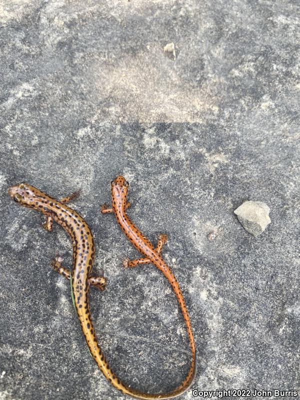 Cave Salamander (Eurycea lucifuga)