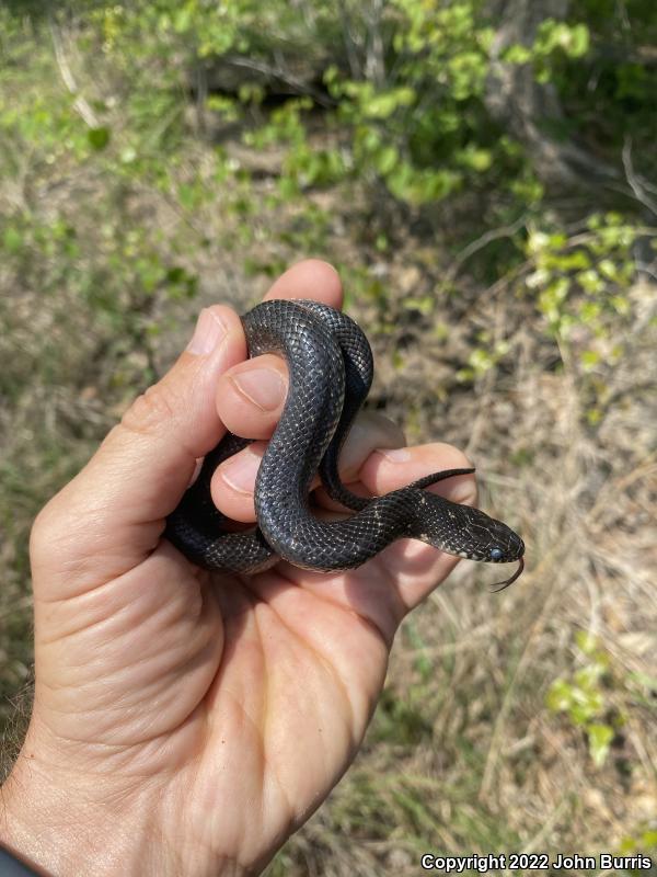 Black Kingsnake (Lampropeltis getula nigra)