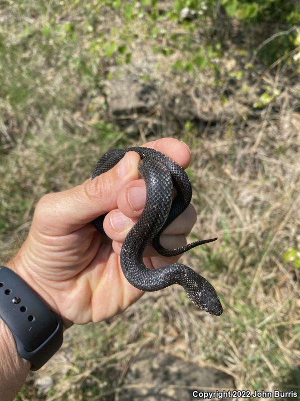 Black Kingsnake (Lampropeltis getula nigra)