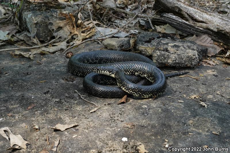 Black Kingsnake (Lampropeltis getula nigra)