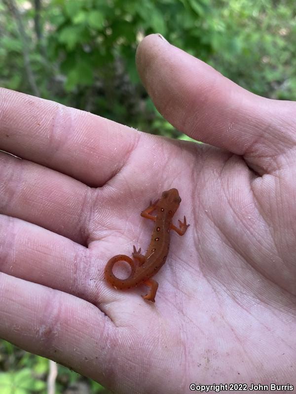 Red-Spotted Newt (Notophthalmus viridescens viridescens)