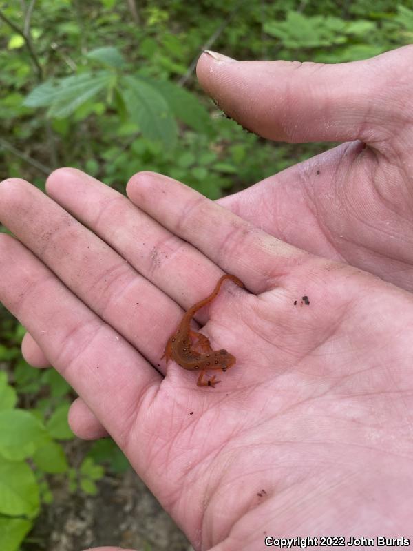 Red-Spotted Newt (Notophthalmus viridescens viridescens)