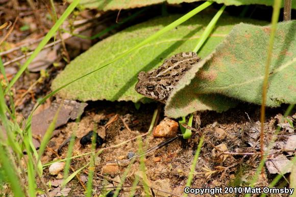 Woodhouse's Toad (Anaxyrus woodhousii)