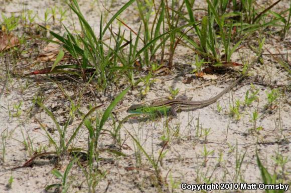 Prairie Racerunner (Aspidoscelis sexlineata viridis)