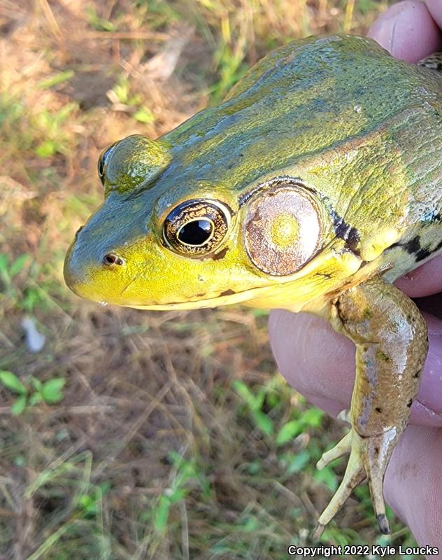 Northern Green Frog (Lithobates clamitans melanota)