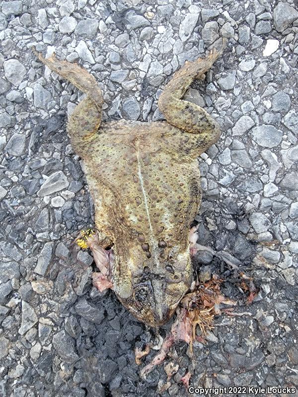 Eastern American Toad (Anaxyrus americanus americanus)