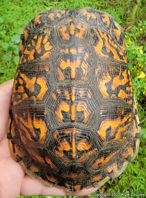 Eastern Box Turtle (Terrapene carolina carolina)