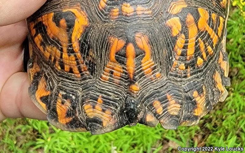 Eastern Box Turtle (Terrapene carolina carolina)