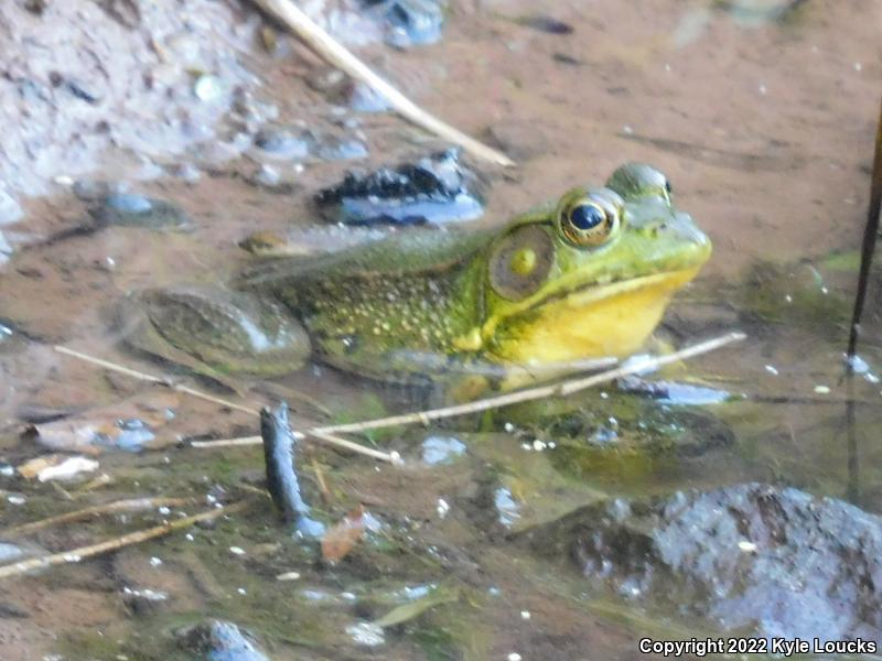 Northern Green Frog (Lithobates clamitans melanota)