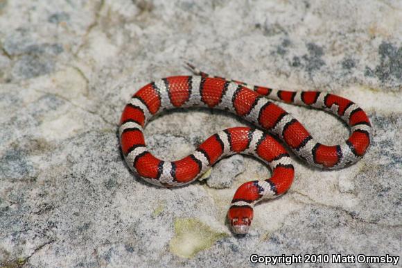 Red Milksnake (Lampropeltis triangulum syspila)