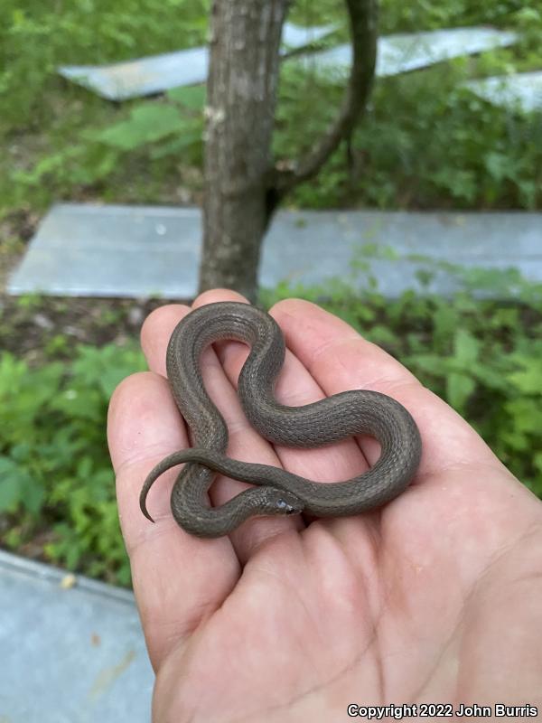 Western Smooth Earthsnake (Virginia valeriae elegans)