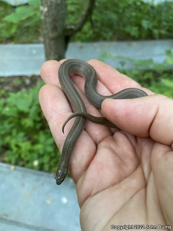 Western Smooth Earthsnake (Virginia valeriae elegans)