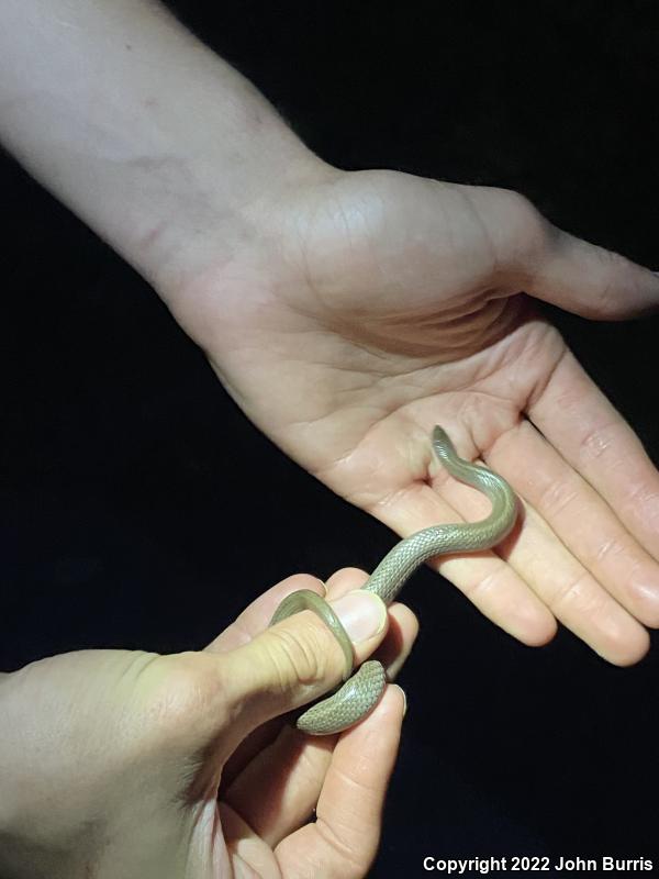 Western Smooth Earthsnake (Virginia valeriae elegans)