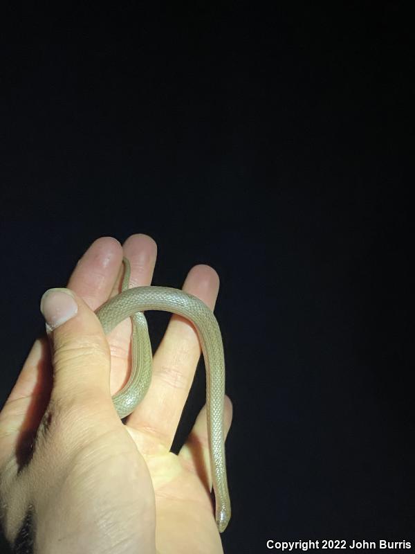 Western Smooth Earthsnake (Virginia valeriae elegans)