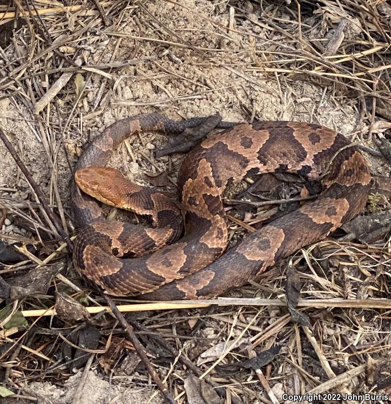 Northern  Copperhead (Agkistrodon contortrix mokasen)