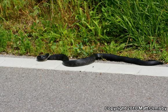 Black Ratsnake (Pantherophis obsoletus)