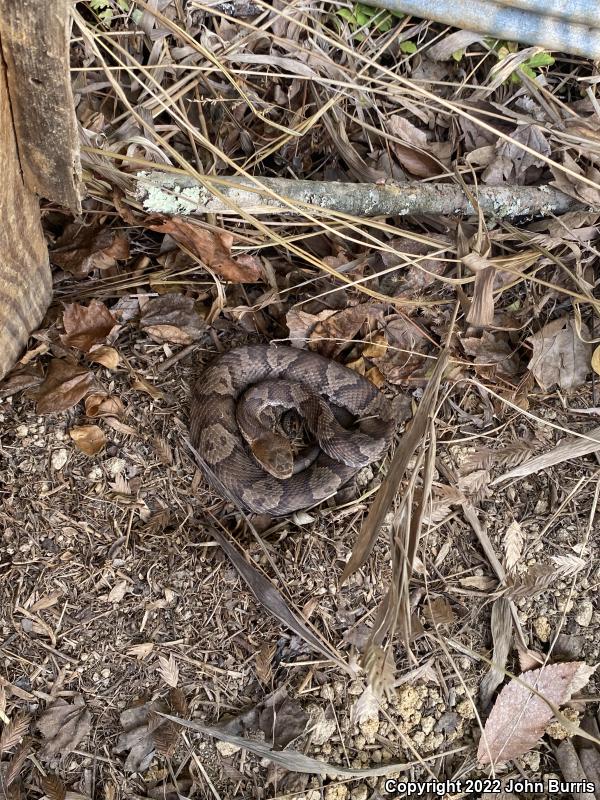 Northern  Copperhead (Agkistrodon contortrix mokasen)