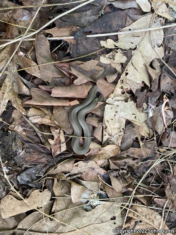 Western Smooth Earthsnake (Virginia valeriae elegans)