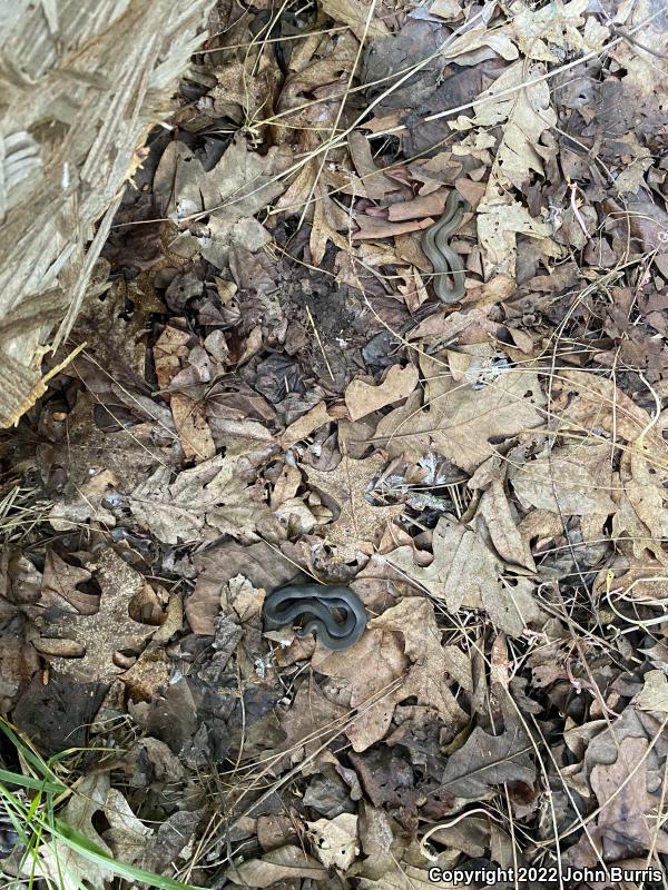 Western Smooth Earthsnake (Virginia valeriae elegans)