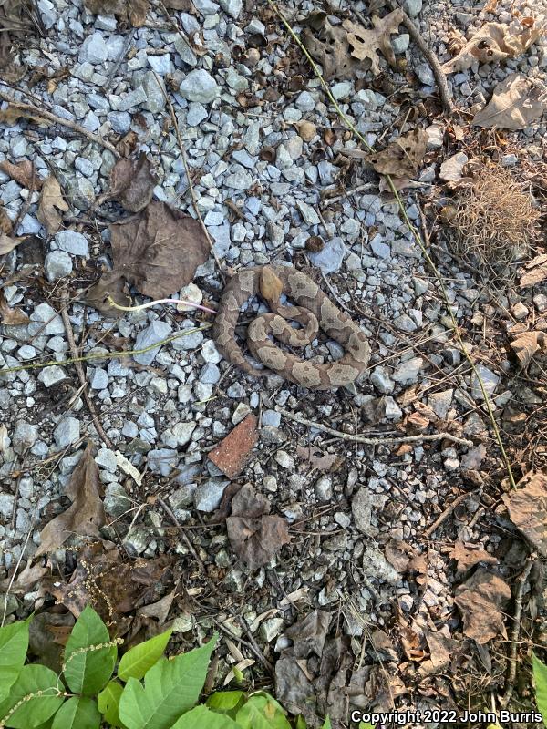 Northern  Copperhead (Agkistrodon contortrix mokasen)