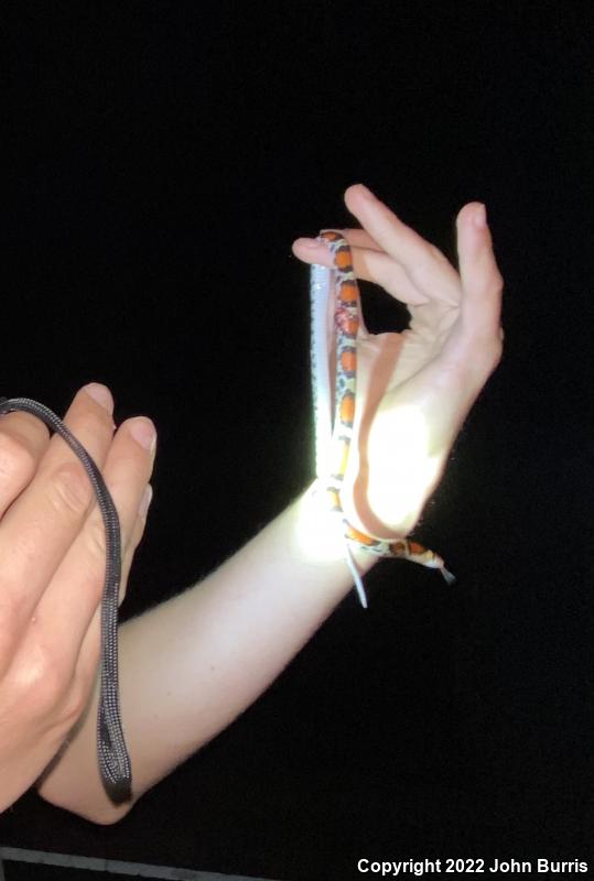 Northern  Scarletsnake (Cemophora coccinea copei)