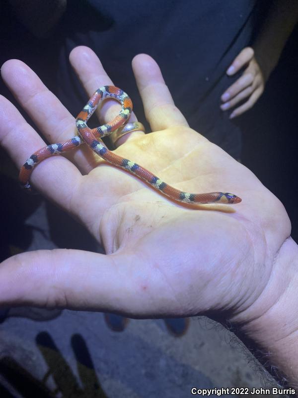 Northern  Scarletsnake (Cemophora coccinea copei)