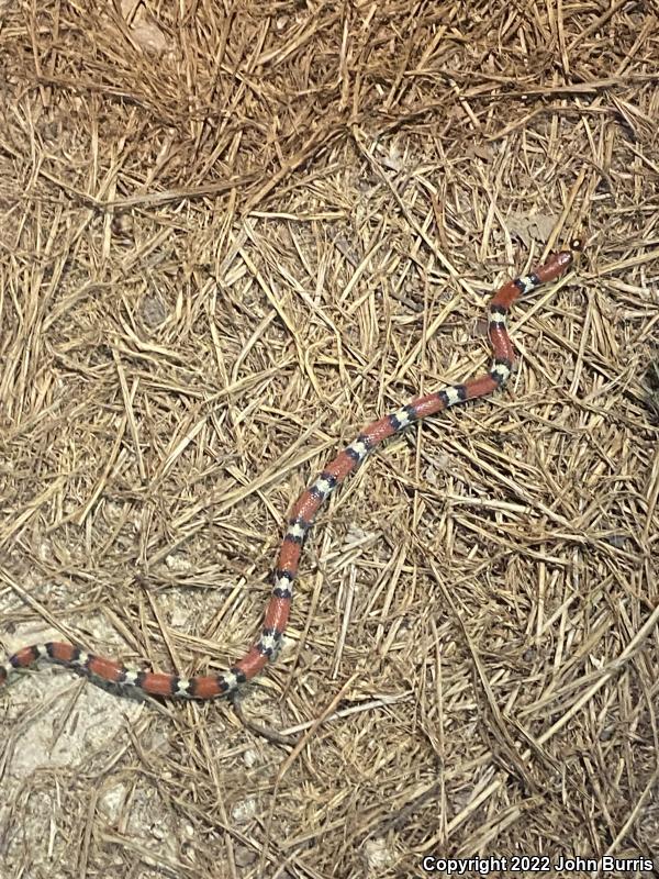 Northern  Scarletsnake (Cemophora coccinea copei)