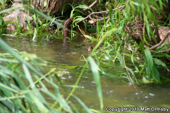 Northern Watersnake (Nerodia sipedon sipedon)