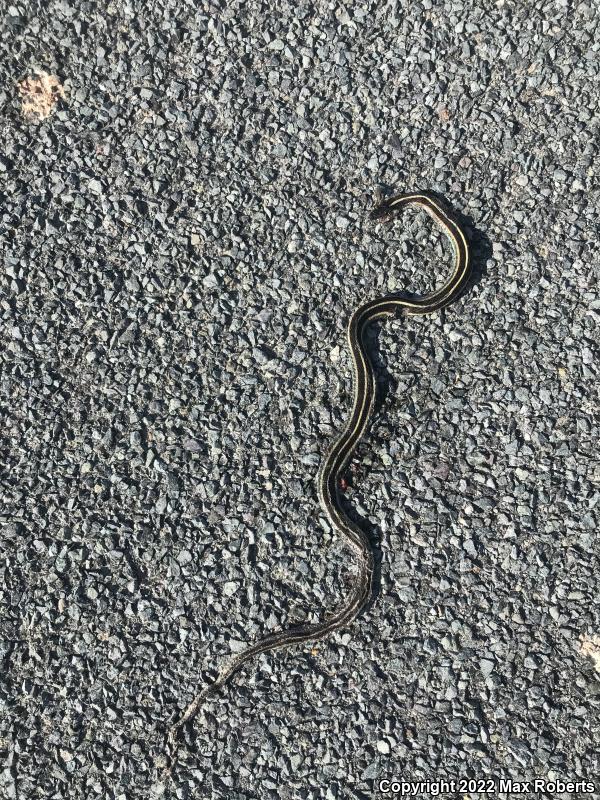 Valley Gartersnake (Thamnophis sirtalis fitchi)