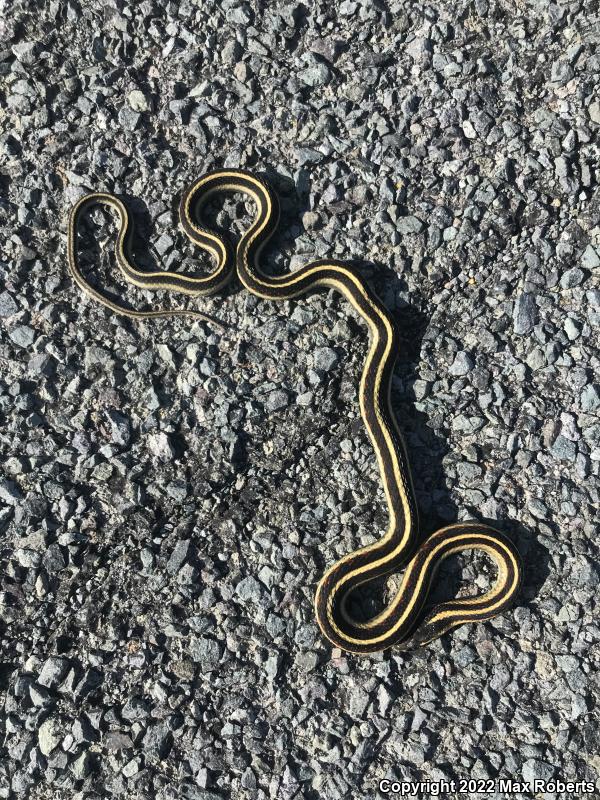 Valley Gartersnake (Thamnophis sirtalis fitchi)