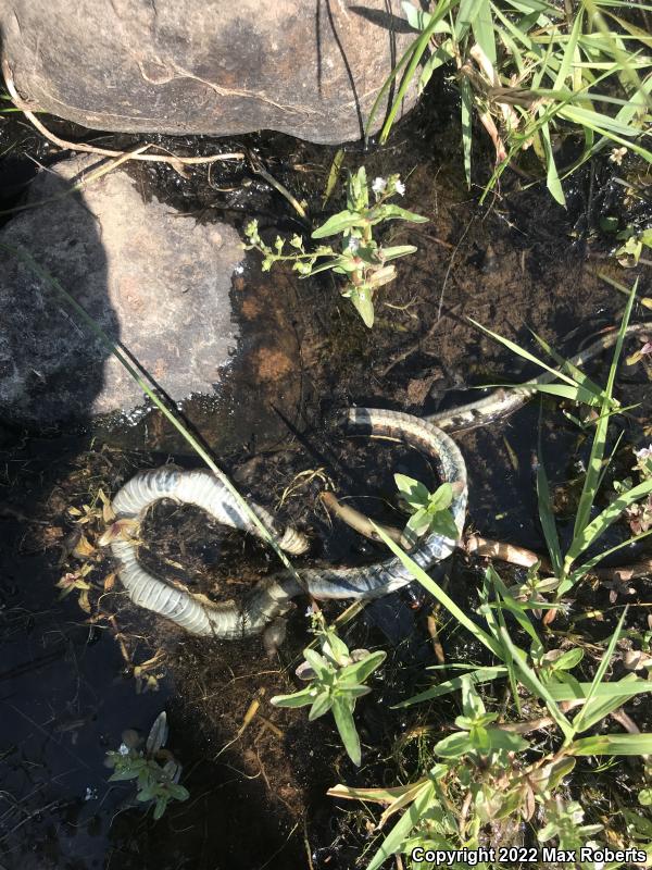 Valley Gartersnake (Thamnophis sirtalis fitchi)