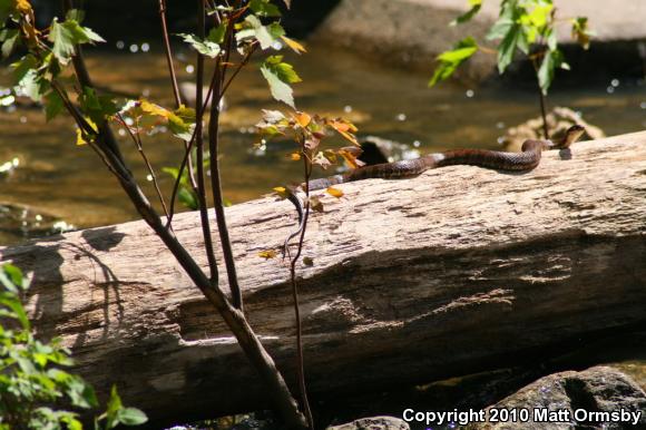 Northern Watersnake (Nerodia sipedon sipedon)