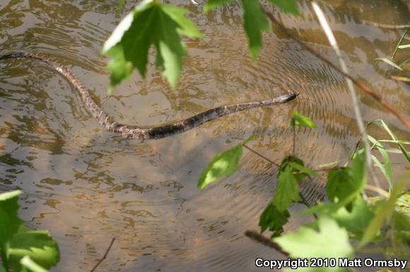 Northern Watersnake (Nerodia sipedon sipedon)