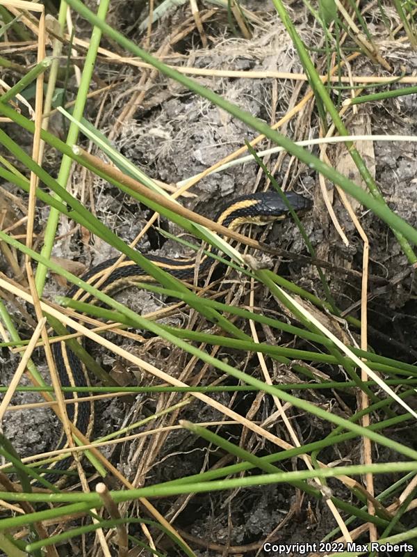 Valley Gartersnake (Thamnophis sirtalis fitchi)